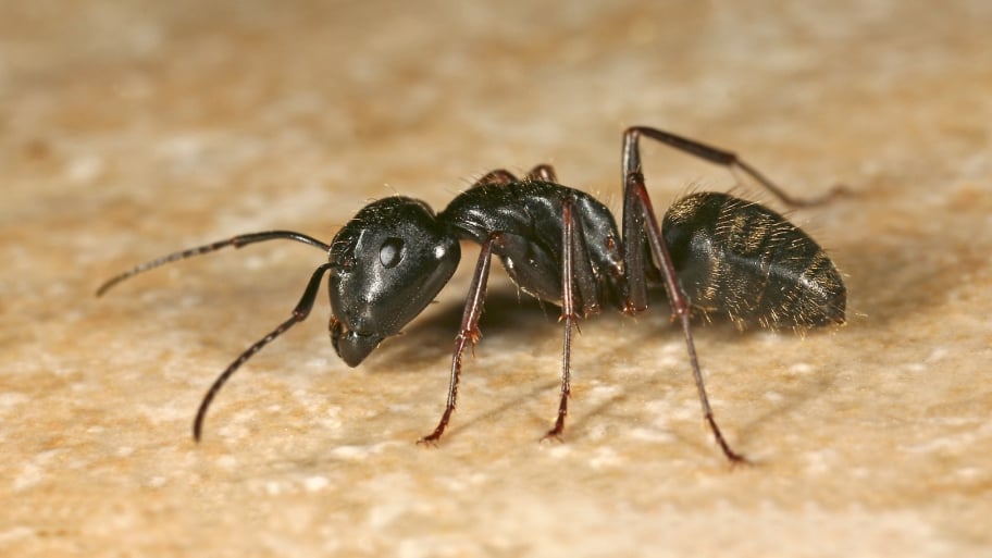 carpenter ant